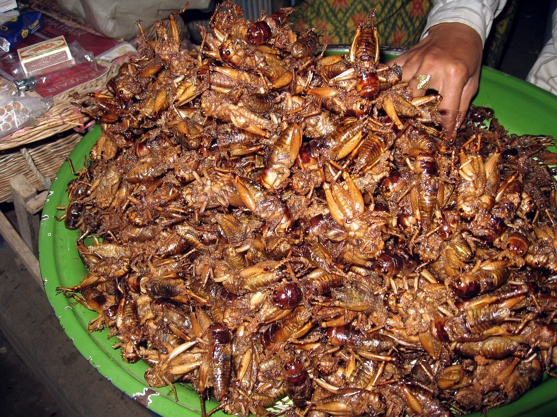 Fried Crickets — ចង្រិតបំពង