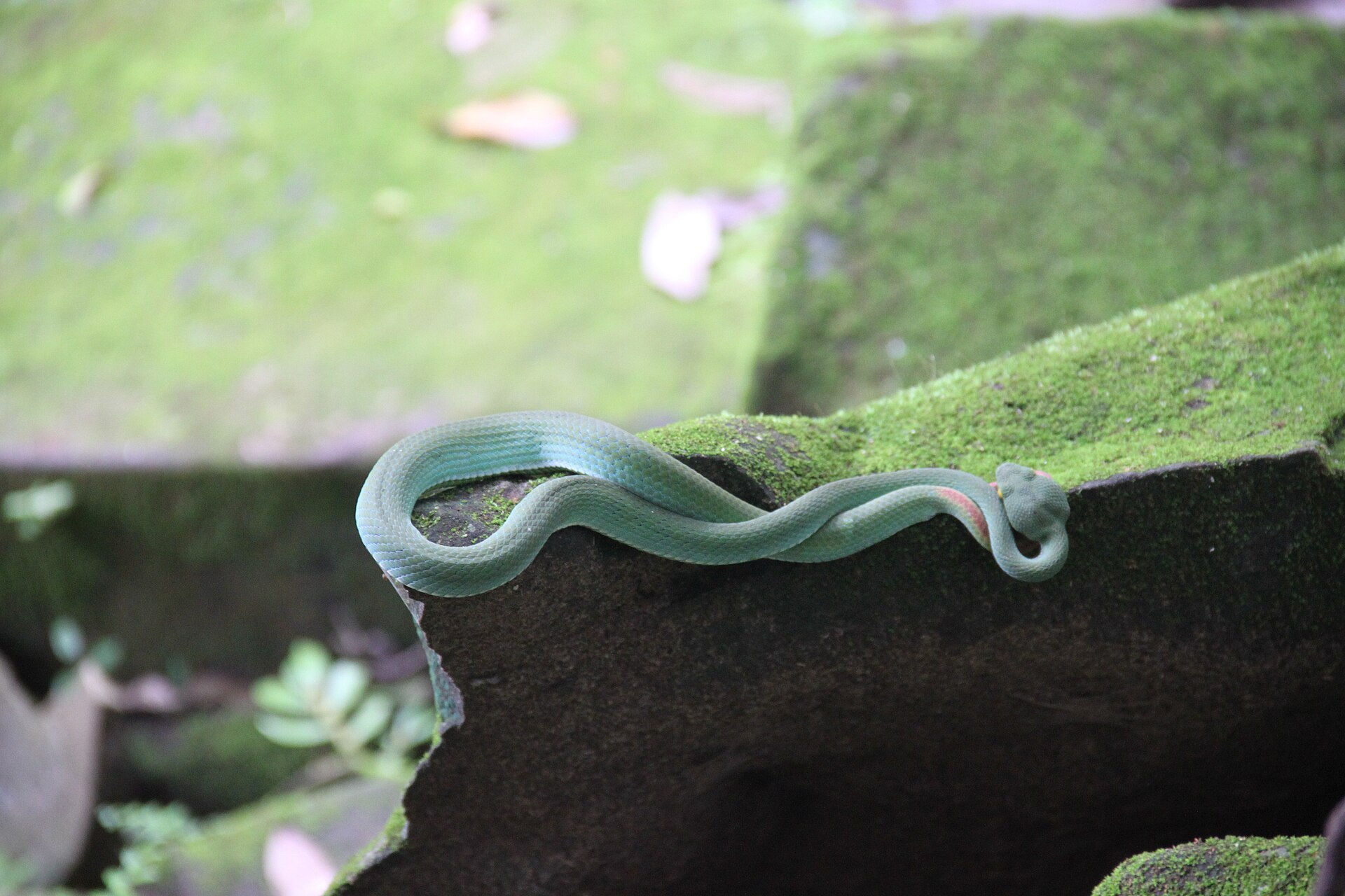 Beng Mealea (បឹងមាលា), Cambodia