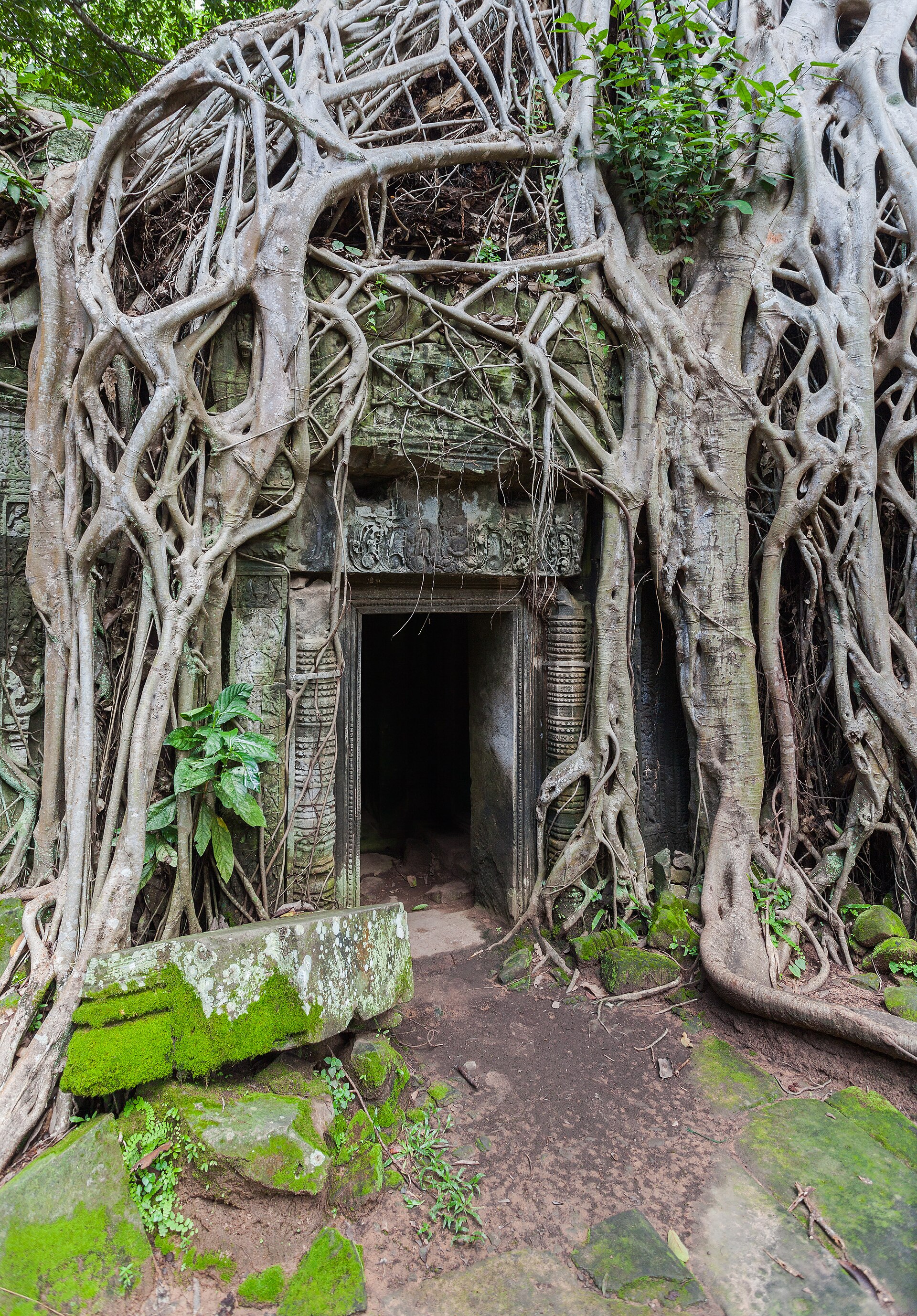 Ta Prohm (តាព្រហ្ម), Cambodia